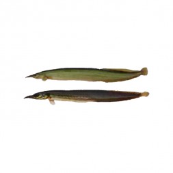 Baim Fish Medium