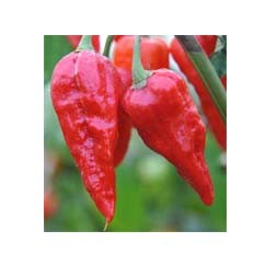 Bombay Chilli