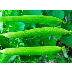 Dhundhul ( Sponge Gourd)
