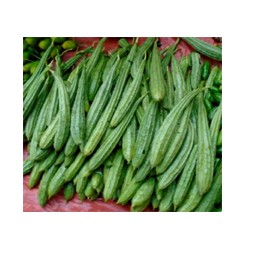 Jhinga (Ridge Gourd)