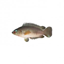 Koi Fish (After Cutting Net Weight ± 50 gm)