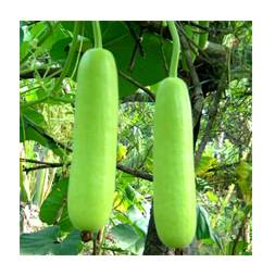 Laue  (Bottle Gourd)