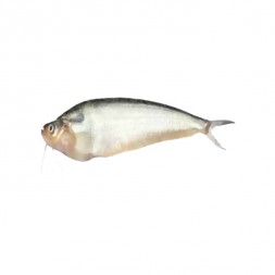 Pabda Fish