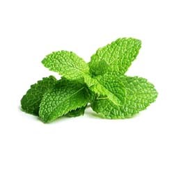 Pudina Pata (Mint Leaves)
