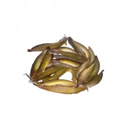 Shing Fish (After Cutting)