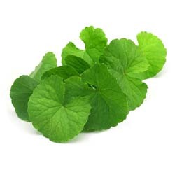 Thankuni Pata (Pennywort Leaves)